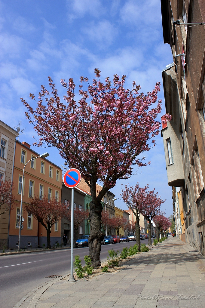 Kvetouci sakury, Znojmo.JPG